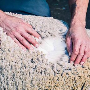 Hay palabras que ya no bastan: local, trazable… lana Luis Sorrosal Vellon de oveja Merino
