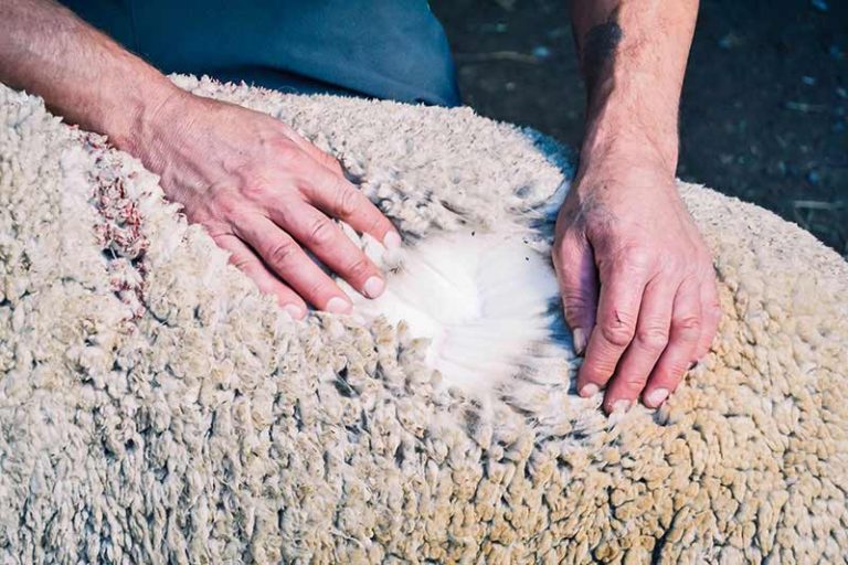 Hay palabras que ya no bastan: local, trazable… lana Luis Sorrosal Vellon de oveja Merino